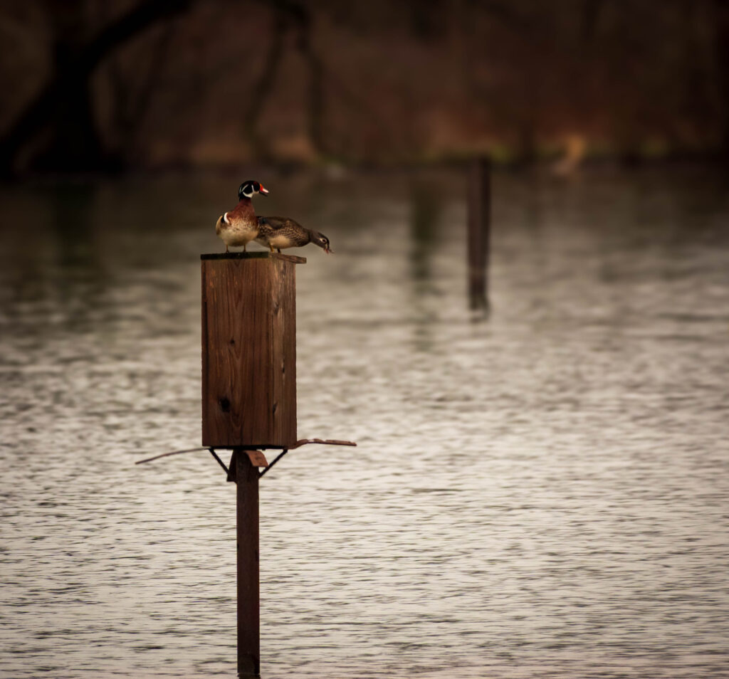 Duck in Fort Wayne, IN. Photo by Doug Peconge.